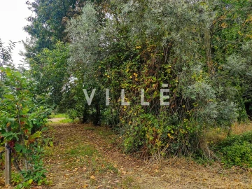 Terreno para Venda em Bustos, Troviscal e Mamarrosa