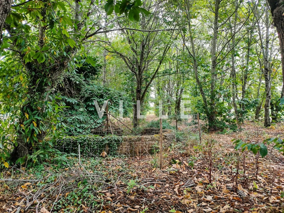 Terreno para Venda em Bustos, Troviscal e Mamarrosa Foto 17