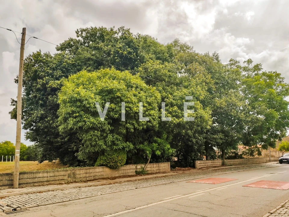 Terreno para Venda em Bustos, Troviscal e Mamarrosa Foto 23