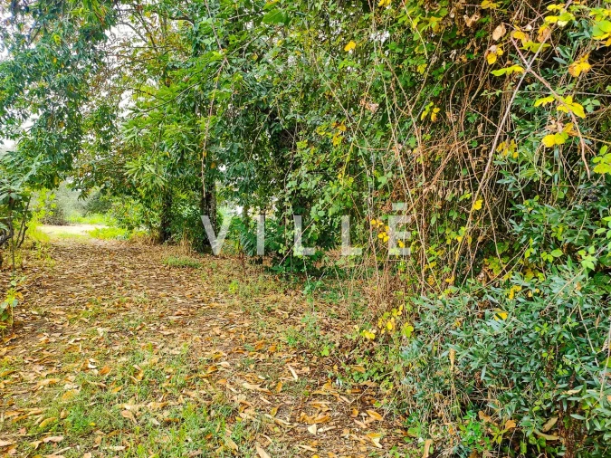 Terreno para Venda em Bustos, Troviscal e Mamarrosa Foto 8