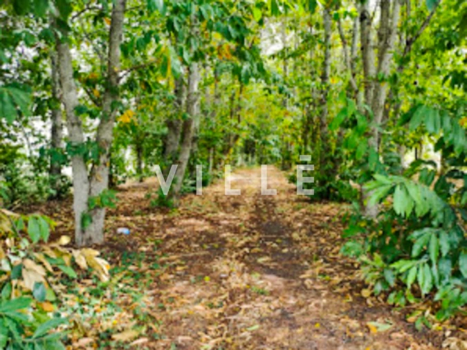 Terreno para Venda em Bustos, Troviscal e Mamarrosa Foto 22