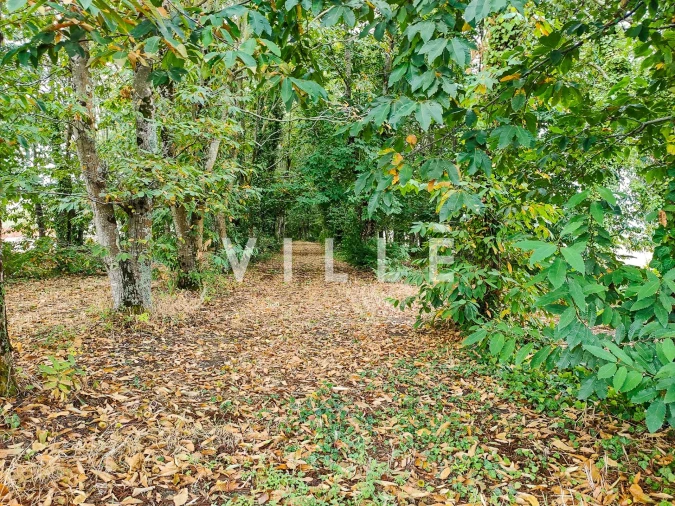 Terreno para Venda em Bustos, Troviscal e Mamarrosa Foto 9