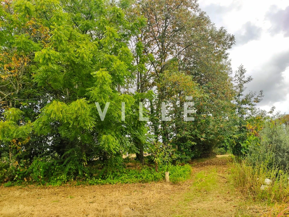 Terreno para Venda em Bustos, Troviscal e Mamarrosa Foto 12