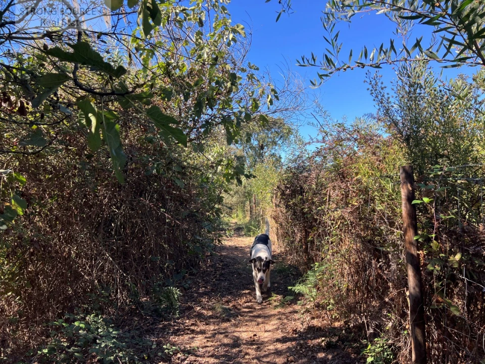 Quinta T3 para Venda em São Teotónio Foto 12