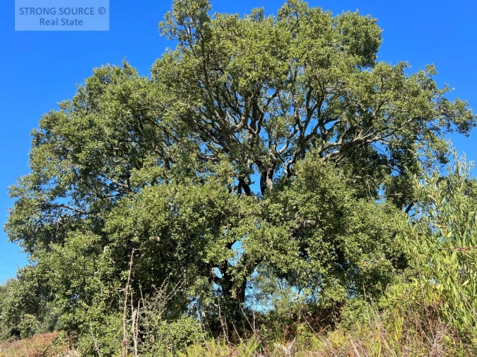 Quinta T3 para Venda em São Teotónio Foto 16
