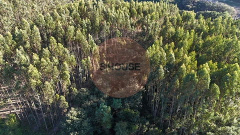 Terreno para Venda em Alvorninha