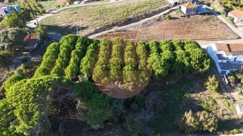 Terreno para Venda em Alvorninha