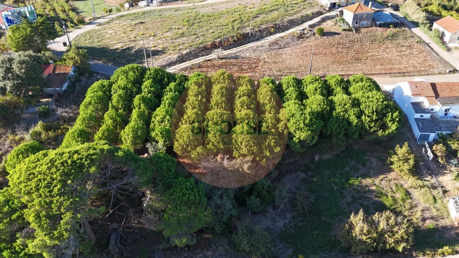 Terreno para Venda em Alvorninha