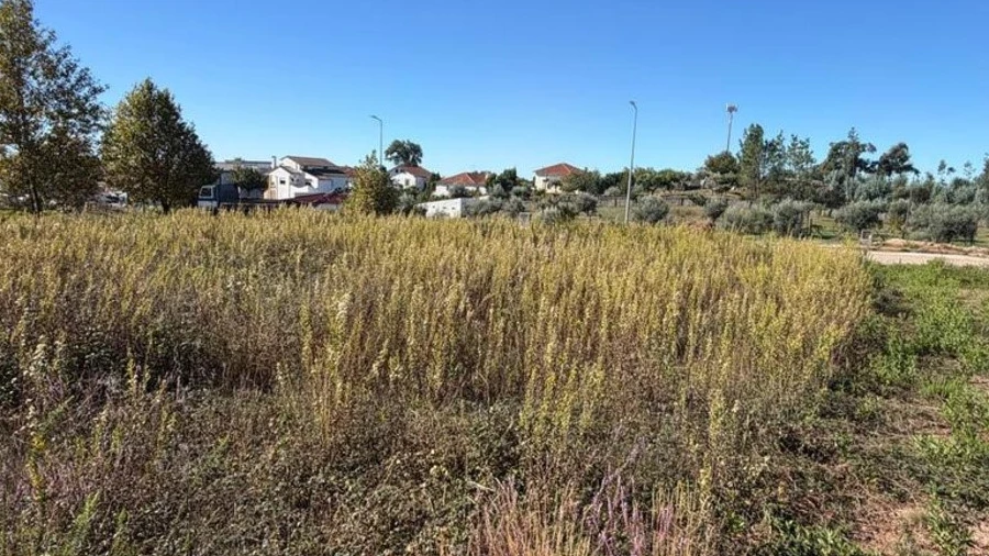 Terreno para Venda em Cernache do Bonjardim, Nesperal e Palhais
