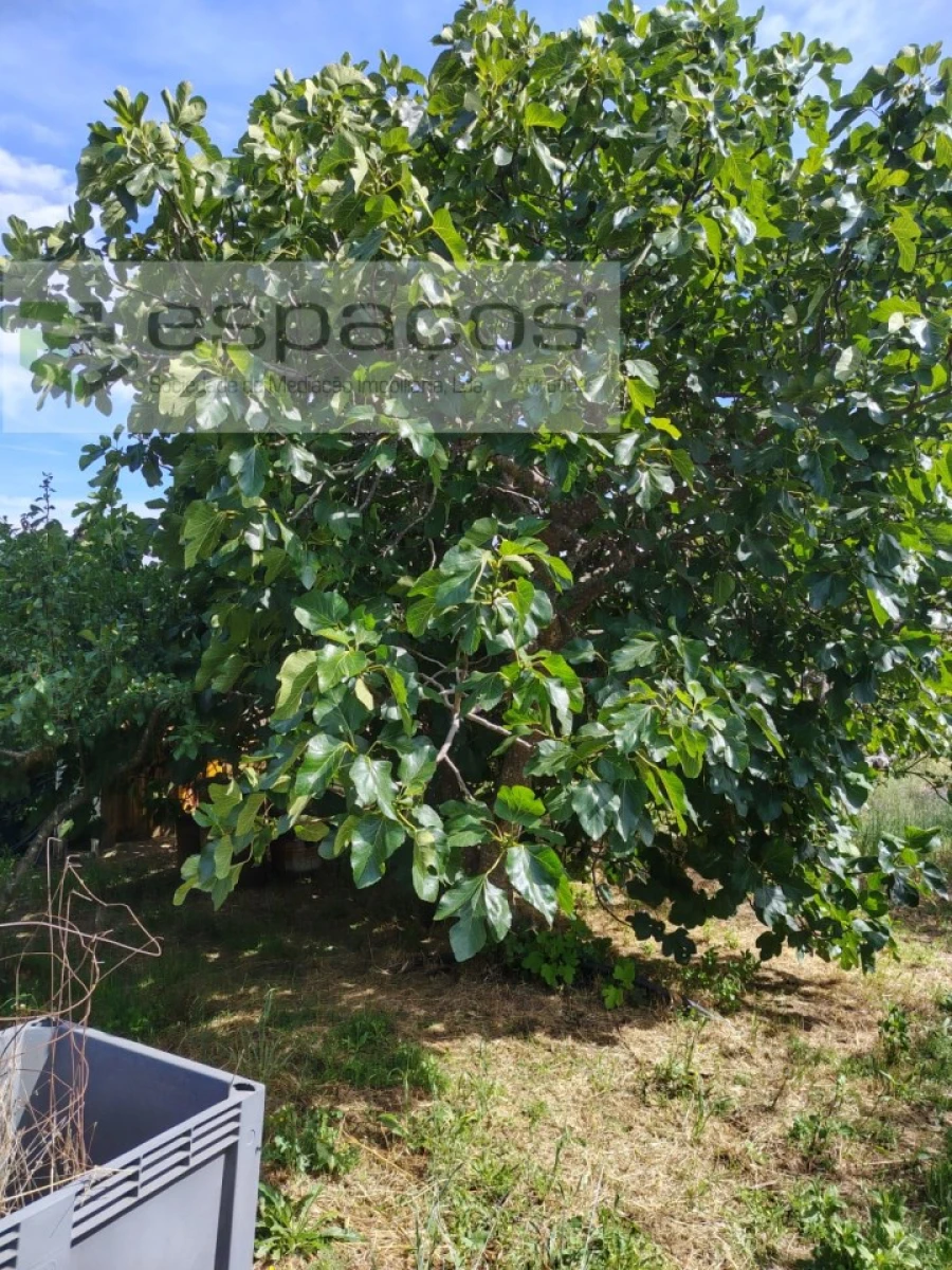 Quinta T4 para Venda em Vale de Prazeres e Mata da Rainha Foto 22
