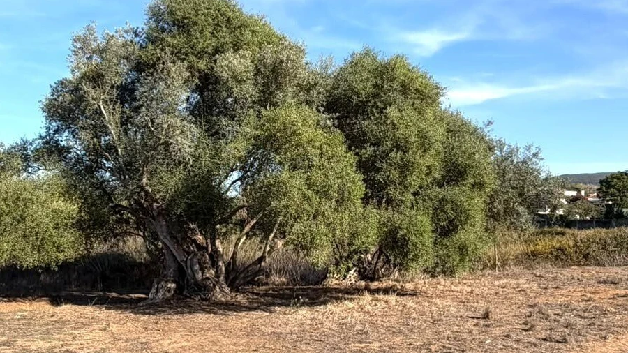 Terreno para Venda em Sesimbra (Castelo)