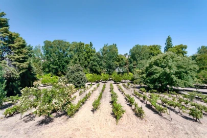 Quinta T6 para Venda em Torres Novas (São Pedro), Lapas e Ribeira Branca