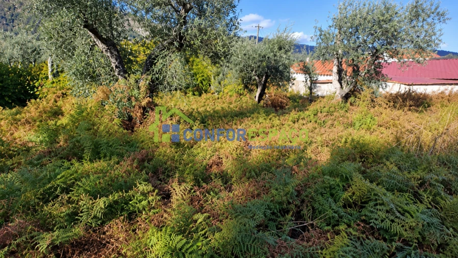Terreno para Venda em Louriçal do Campo Foto 2