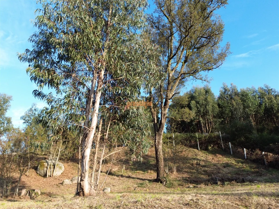 Terreno para Venda em Nogueiró e Tenões Foto 19