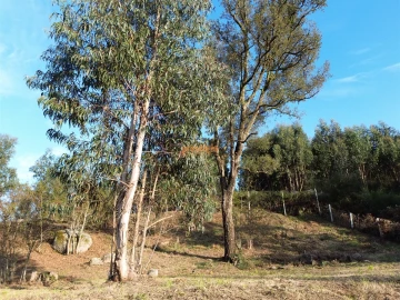 Terreno para Venda em Nogueiró e Tenões