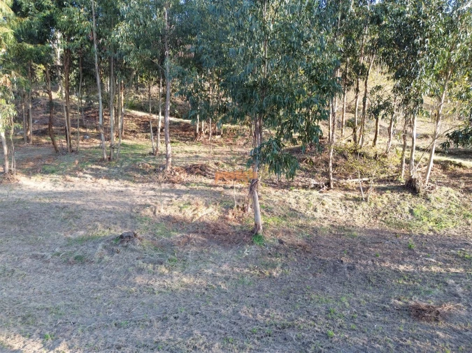 Terreno para Venda em Nogueiró e Tenões Foto 14