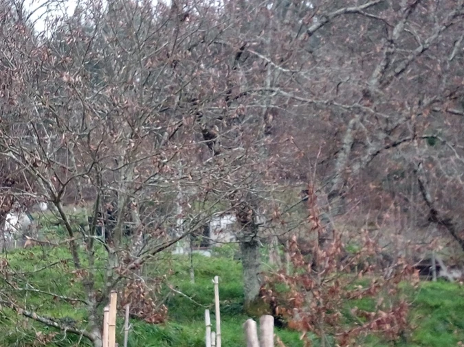 Terreno para Venda em Rossas Foto 2