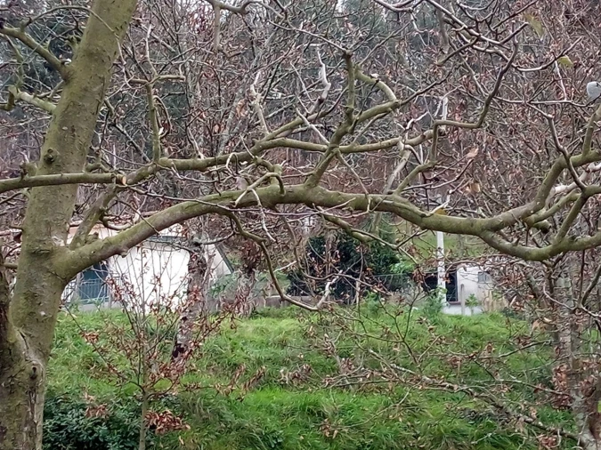 Terreno para Venda em Rossas Foto 4