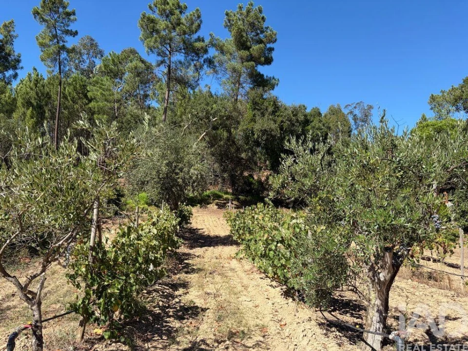 Terreno para Venda em Mação, Penhascoso e Aboboreira Foto 25