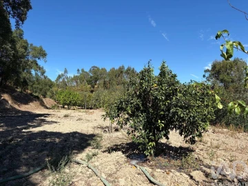 Terreno para Venda em Mação, Penhascoso e Aboboreira