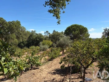 Terreno para Venda em Mação, Penhascoso e Aboboreira