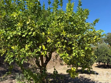Terreno para Venda em Mação, Penhascoso e Aboboreira