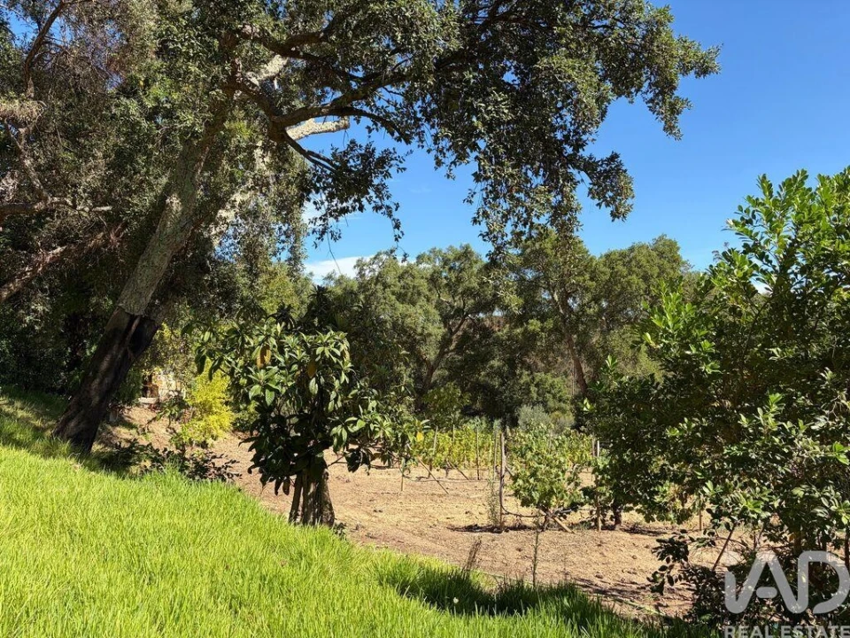 Terreno para Venda em Mação, Penhascoso e Aboboreira Foto 29