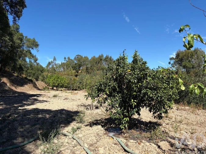 Terreno para Venda em Mação, Penhascoso e Aboboreira Foto 15