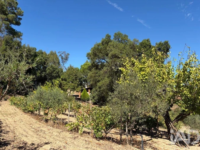 Terreno para Venda em Mação, Penhascoso e Aboboreira Foto 31