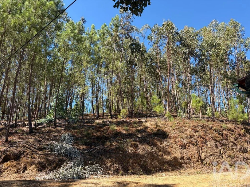 Terreno para Venda em Mação, Penhascoso e Aboboreira Foto 18