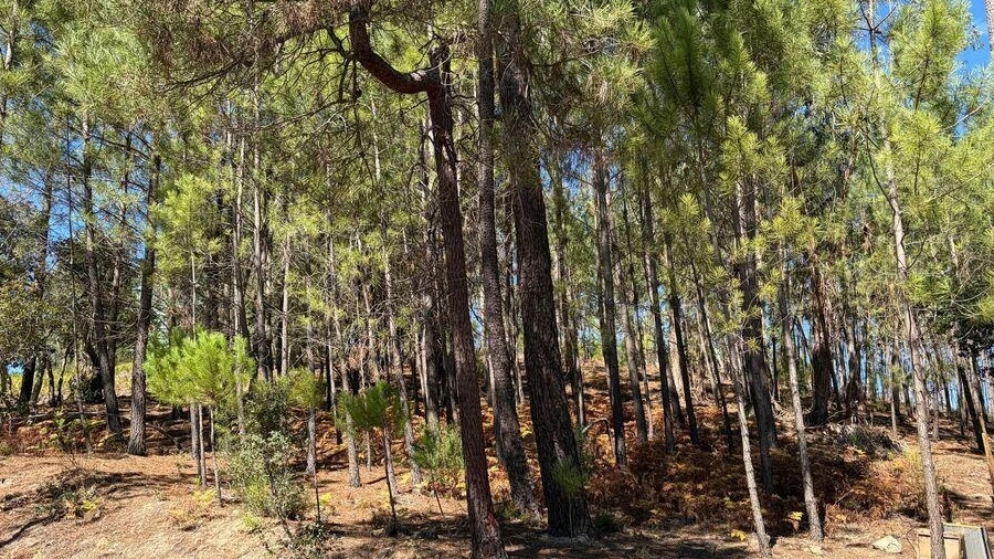 Terreno para Venda em Mação, Penhascoso e Aboboreira
