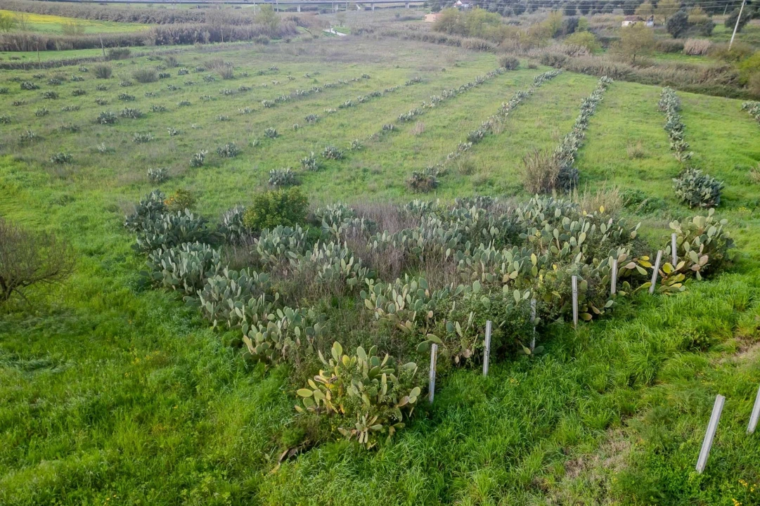 Terreno para Venda em Marvila, Ribeira Santarém, São Salvador, São Nicolau Foto 16