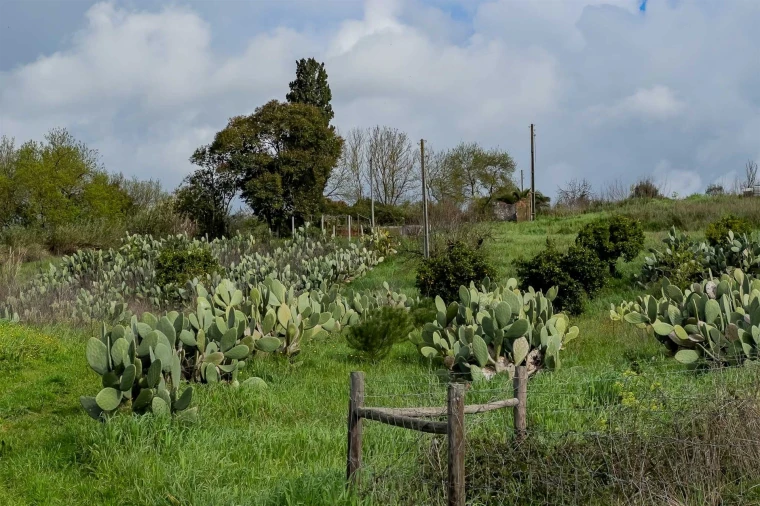Terreno para Venda em Marvila, Ribeira Santarém, São Salvador, São Nicolau Foto 39