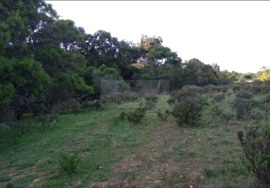 Terreno para Venda em Barão de São Miguel