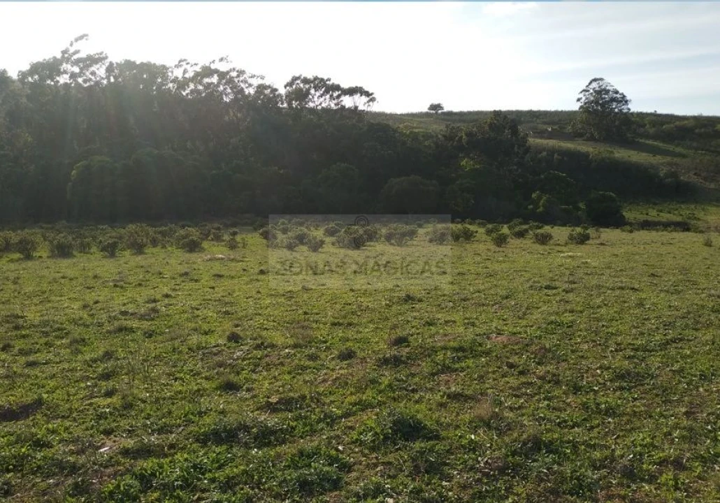 Terreno para Venda em Barão de São Miguel Foto 7