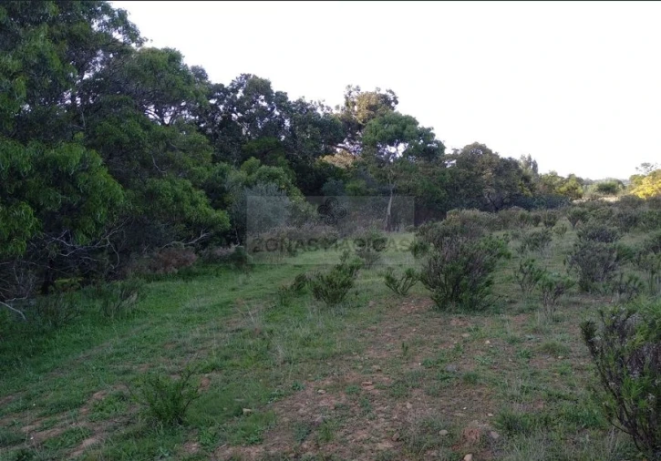 Terreno para Venda em Barão de São Miguel Foto 3