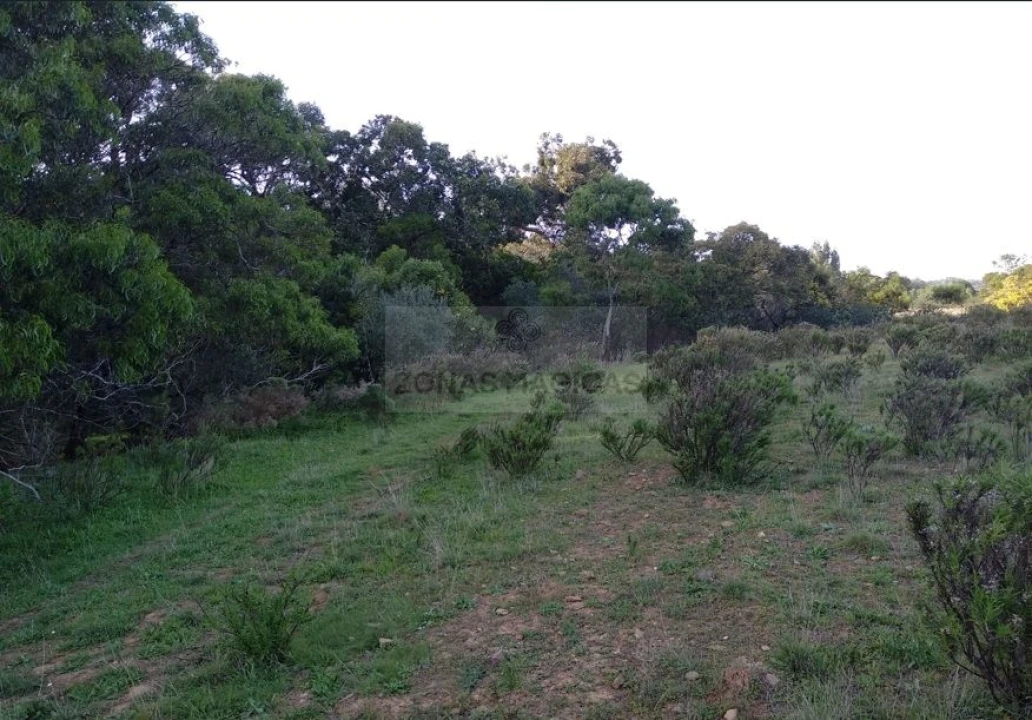 Terreno para Venda em Barão de São Miguel Foto 3