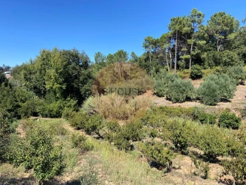 Terreno para Venda em Alvorninha