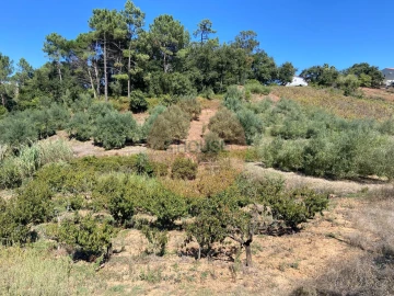 Terreno para Venda em Alvorninha