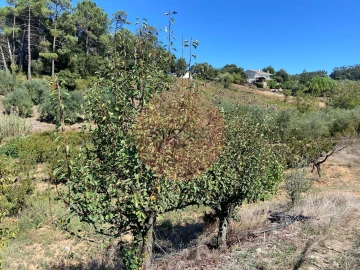 Terreno para Venda em Alvorninha