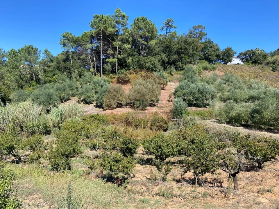 Terreno para Venda em Alvorninha Foto 7