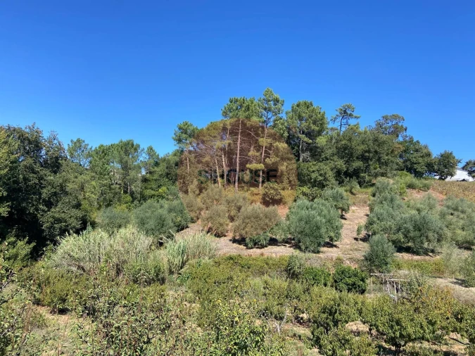 Terreno para Venda em Alvorninha Foto 4