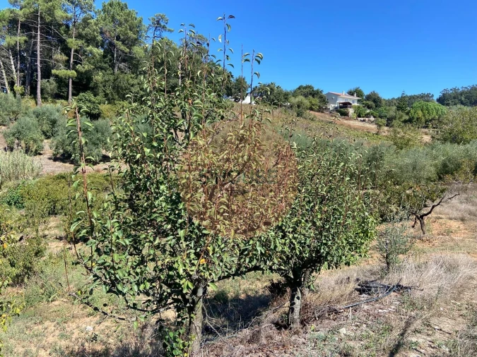 Terreno para Venda em Alvorninha Foto 5