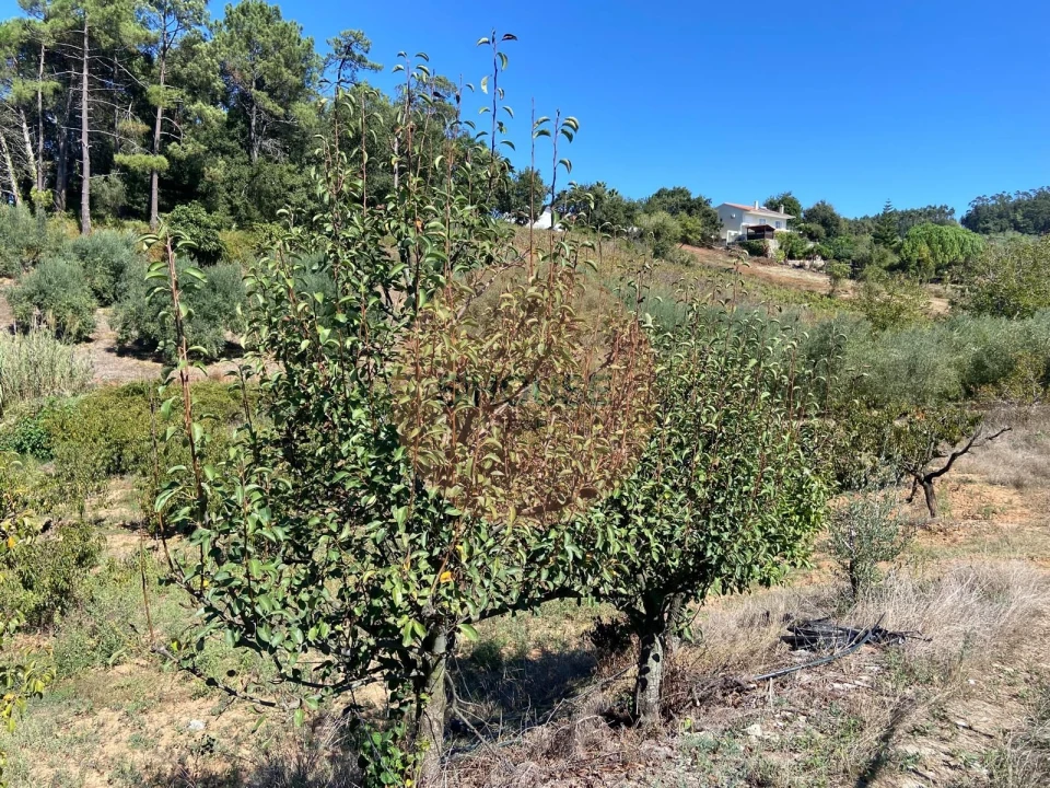 Terreno para Venda em Alvorninha Foto 5