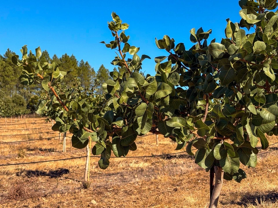 Negócio para Venda em Pedrógão de São Pedro e Bemposta Foto 12