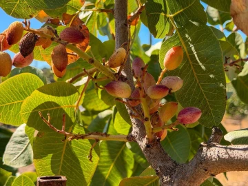 Negócio para Venda em Pedrógão de São Pedro e Bemposta