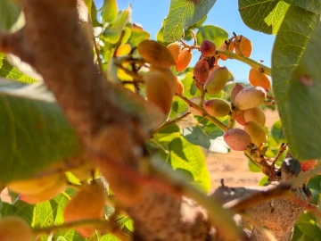 Negócio para Venda em Pedrógão de São Pedro e Bemposta