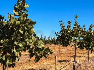 Negócio para Venda em Pedrógão de São Pedro e Bemposta