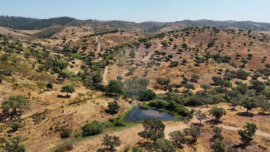Quinta T4 para Venda em São Manços e São Vicente do Pigeiro Foto 4
