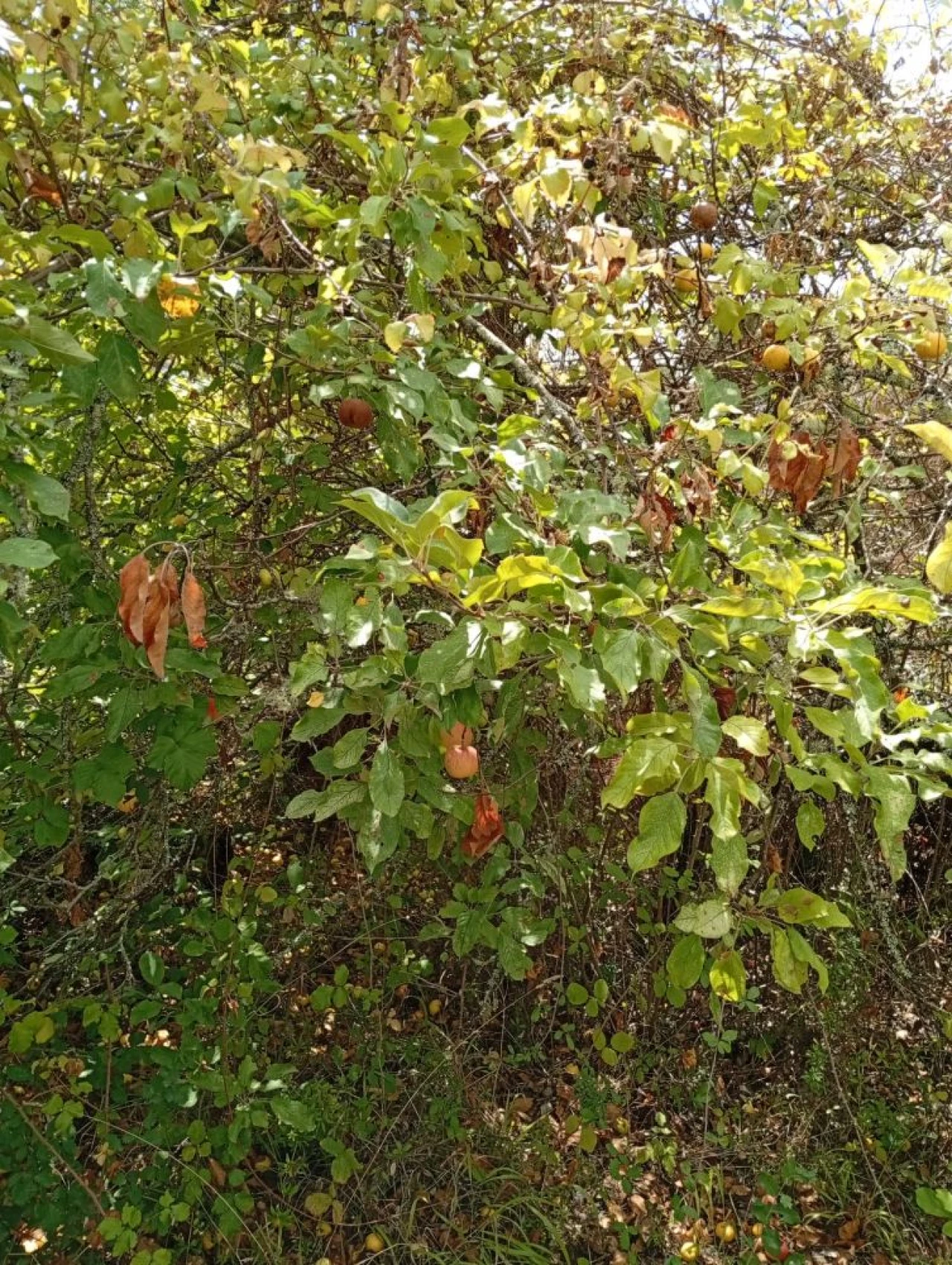 Terreno para Venda em Olalhas Foto 6